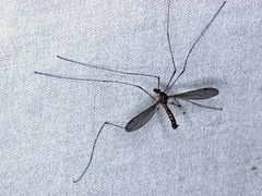 Leptotarsus setivena