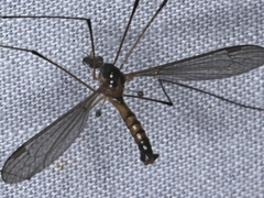 Leptotarsus setivena