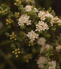 Macrostylis squarrosa