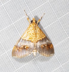 Tetracona amathealis