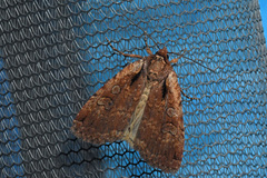 Eueretagrotis attentus