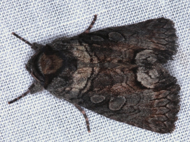 Euplexia polycmeta