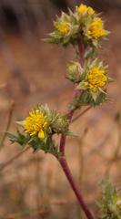 Berkheya pinnatifida pinnatifida