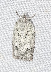 Acropolitis canana