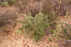 Berkheya pinnatifida pinnatifida