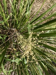 Lomandra hystrix