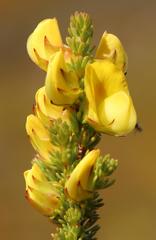 Aspalathus citrina