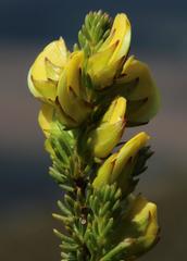Aspalathus citrina