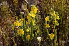 Aspalathus citrina