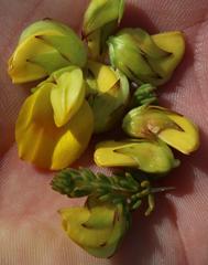 Aspalathus citrina