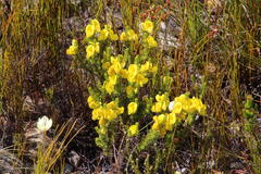 Aspalathus citrina