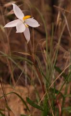 Cyanella alba alba
