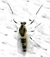 Cricotopus sylvestris