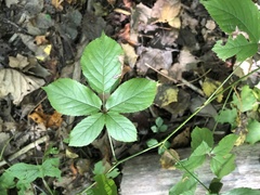 Rubus beamanii