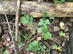 Rubus beamanii