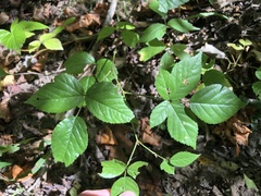 Rubus beamanii