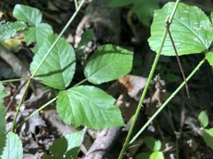 Rubus beamanii