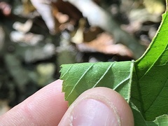 Rubus beamanii