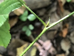 Rubus beamanii