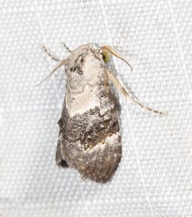 Acatapaustus leucospila