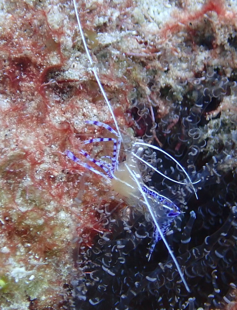 Pederson Cleaner Shrimp