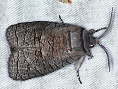 Culama suffusca