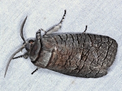 Culama suffusca