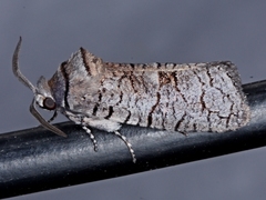 Culama suffusca