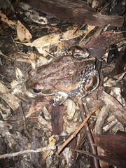 Limnodynastes dumerilii dumerilii