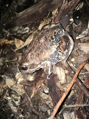 Limnodynastes dumerilii dumerilii