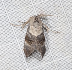Acatapaustus leucospila