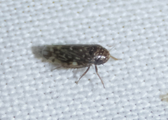 Xestocephalus superbus