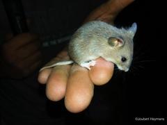 Mus minutoides minutoides