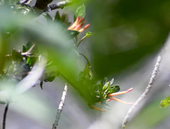 Tristerix longibracteatus