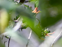 Tristerix longibracteatus