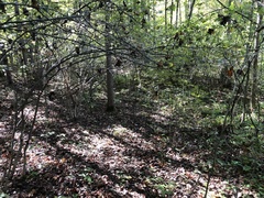 Rubus beamanii