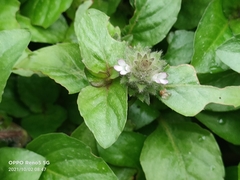 Clinopodium chinense