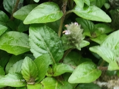 Clinopodium chinense