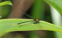 Austroargiolestes aureus