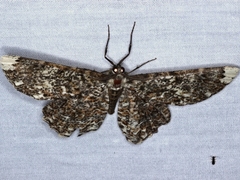 Amblychia subrubida