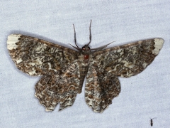 Amblychia subrubida