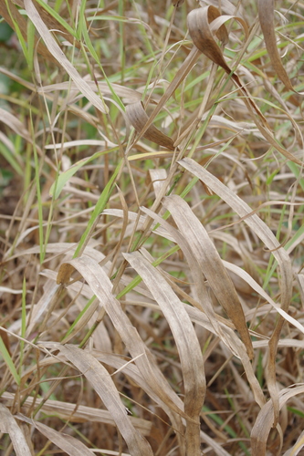 Chionachne