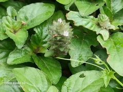 Clinopodium chinense