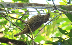 Scenopoeetes dentirostris