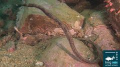 Crested Pipefish photo 1