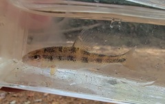 Erimyzon claviformis