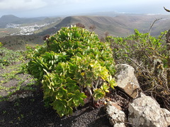 Aeonium lancerottense image