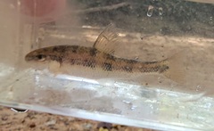 Erimyzon claviformis