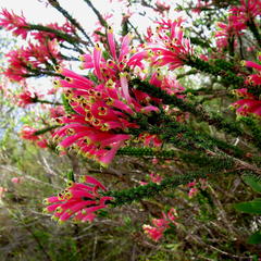 Erica densifolia