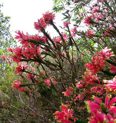 Erica densifolia